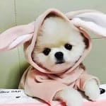 Vanessa Cortés avatar